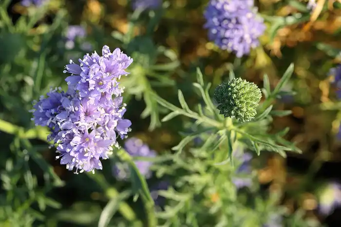 an open powder-blue globe gilia flower head beside a green unopened bud among ferny foliage