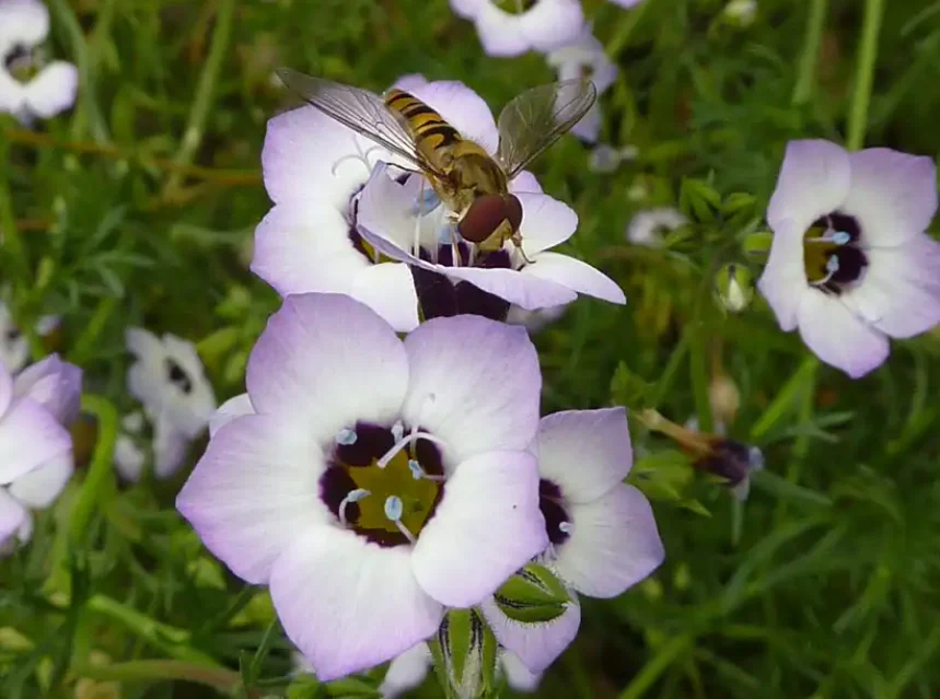 Gilia tricolor seeds — hoverfly on bird's eye gilia flowers with purple throats and yellow centres