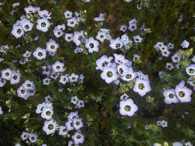 a dense clump of bird's eyes gilia in bloom showing many tricolour faces above ferny foliage
