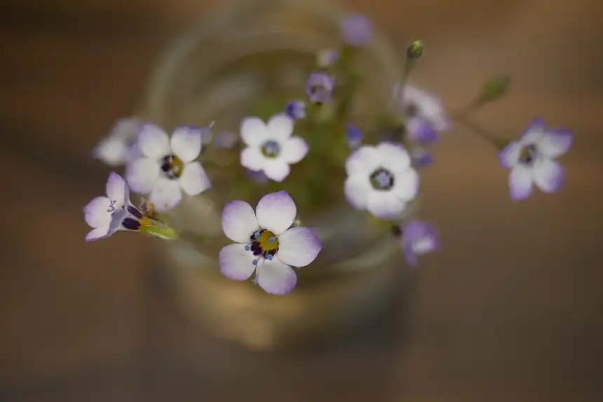 delicate bird's eyes gilia flowers arranged as cut blooms in a small glass jar