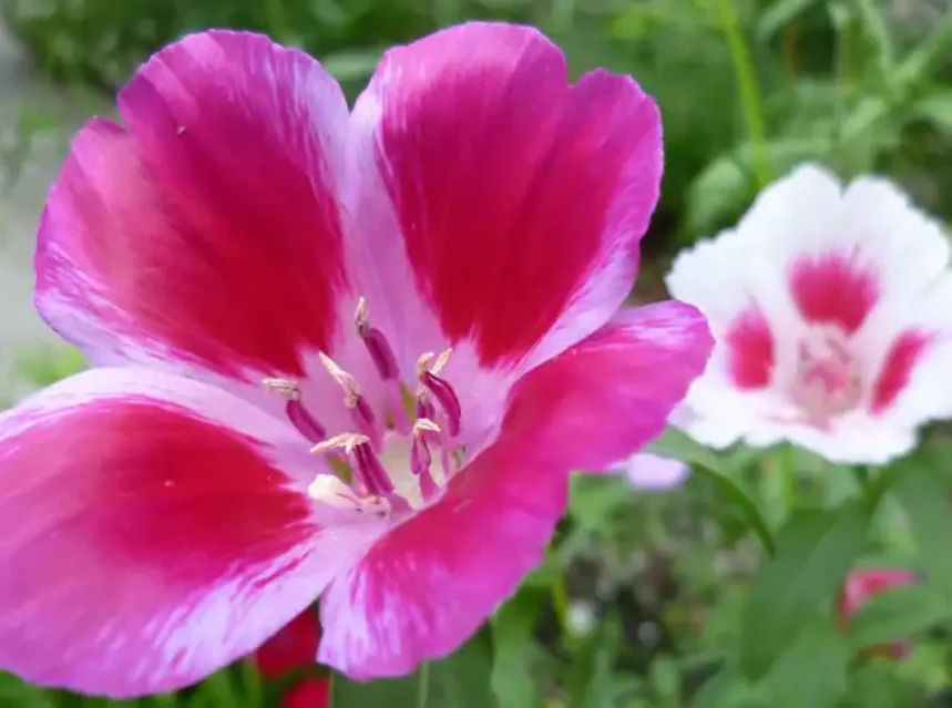 Godetia seeds — deep pink godetia flower with white markings beside a white and pink bloom
