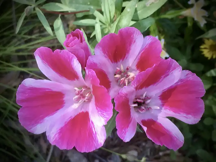 a cluster of pink and white satin flowers with a bud showing the bowl-shaped godetia blooms