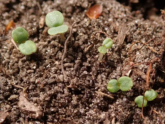 young godetia seedlings with their first seed leaves emerging from sandy soil after sowing