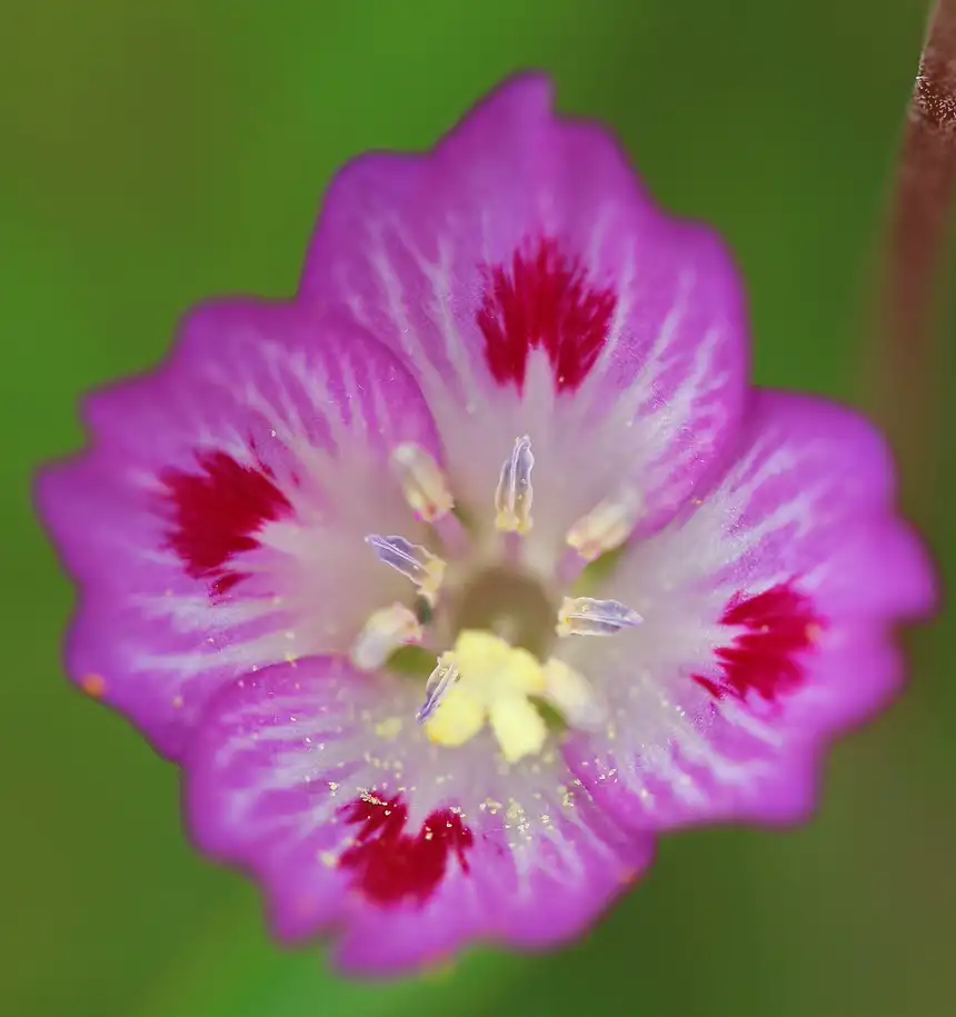close-up of a single pink satin flower showing the red blotch at the base of each petal