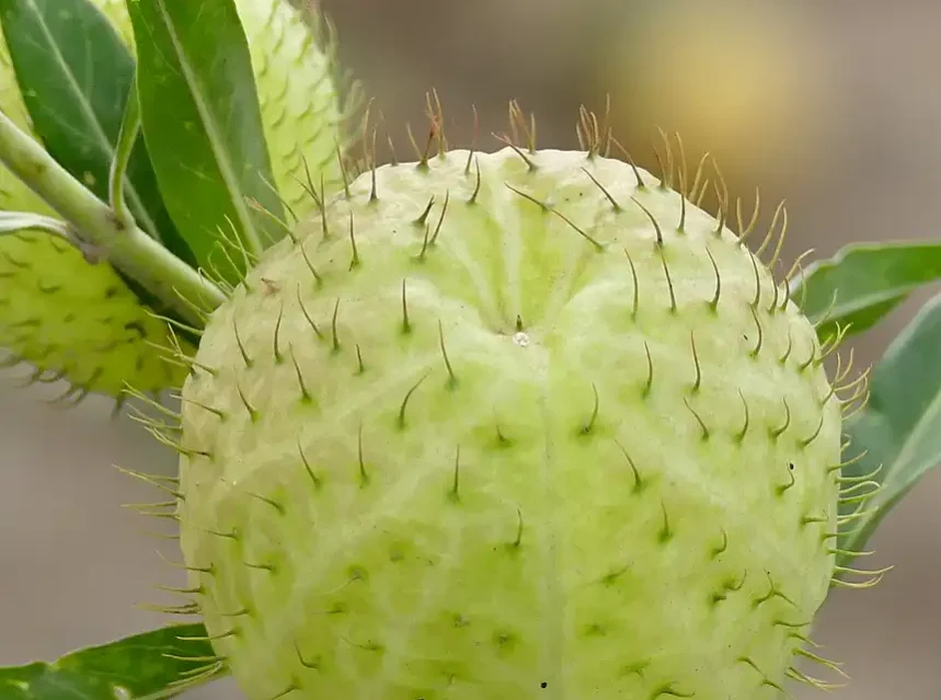 Balloon plant seeds — inflated pale green balloon plant seed pod covered in soft bristles