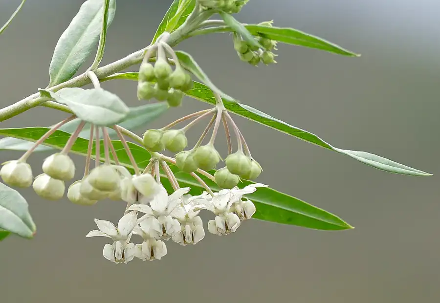 a cluster of small waxy white reflexed star flowers and green buds on a balloon plant stem