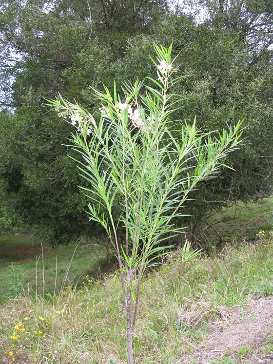 a tall single-stemmed balloon plant shrub with narrow willow-like leaves growing in the open