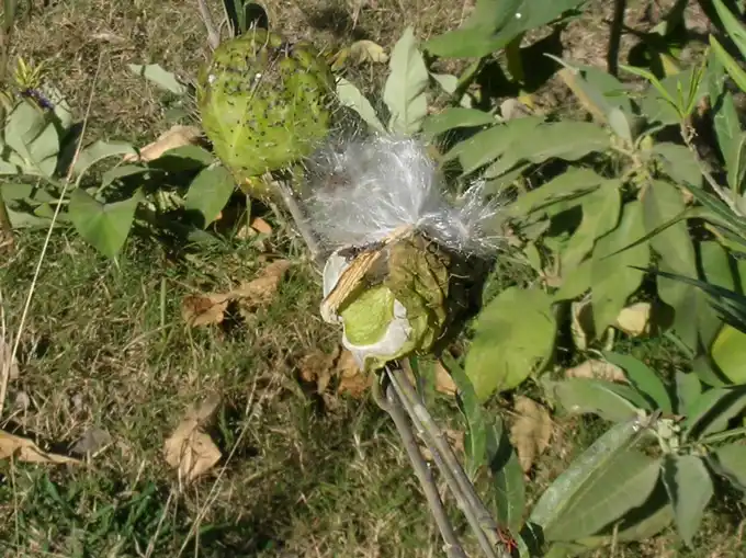 a ripe balloon pod splitting open to release brown seeds with silky white floss for sowing