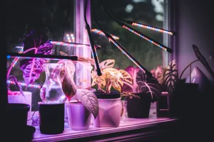 Best Grow Lights