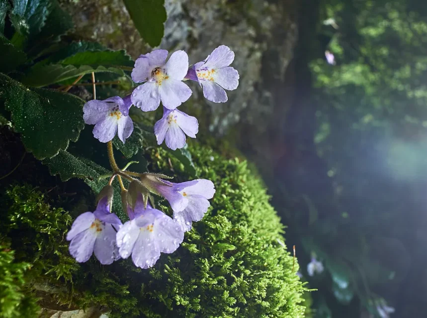 Haberlea rhodopensis seeds — pale lilac Haberlea rhodopensis flowers growing from a mossy limestone rock face