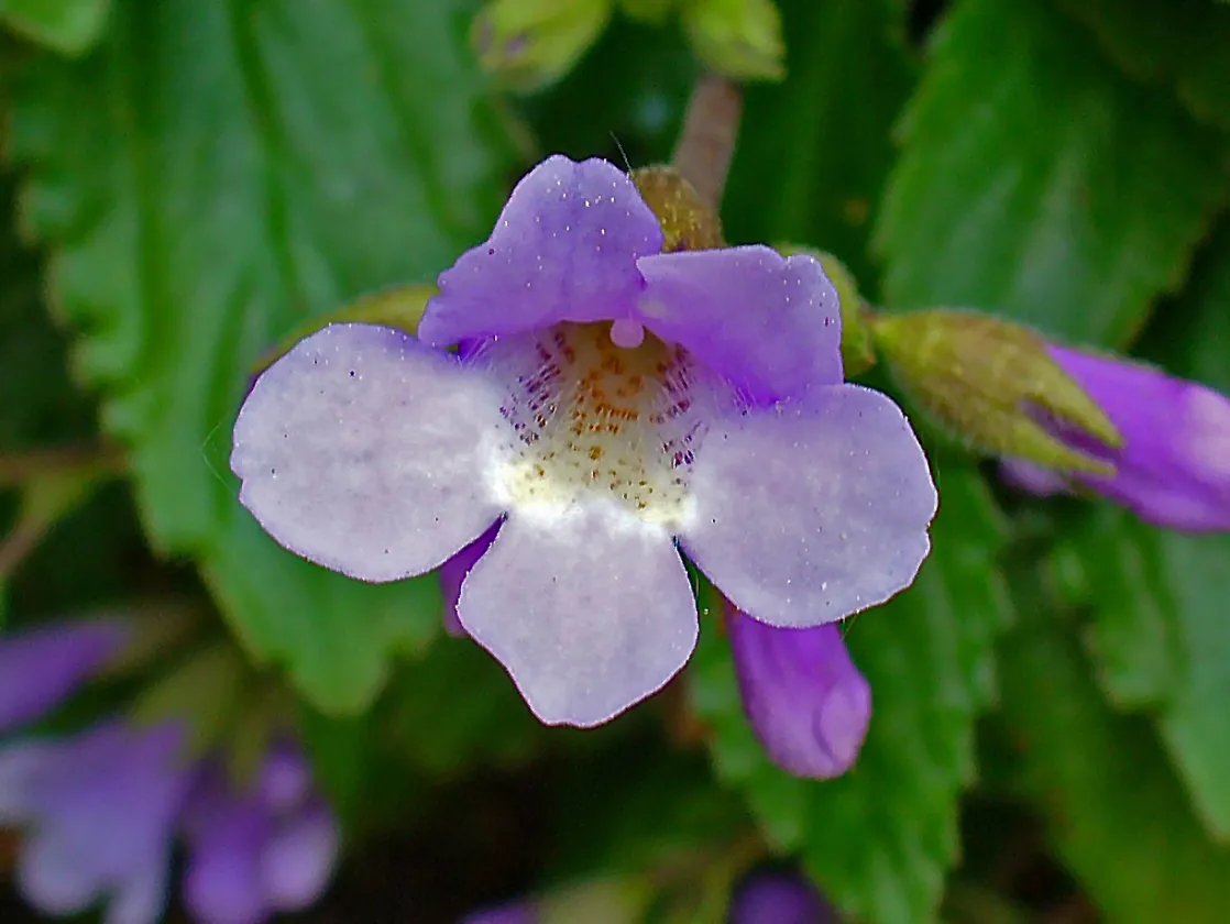 Haberlea rhodopensis Orpheus flower with spotted throat and hairy rosette leaves