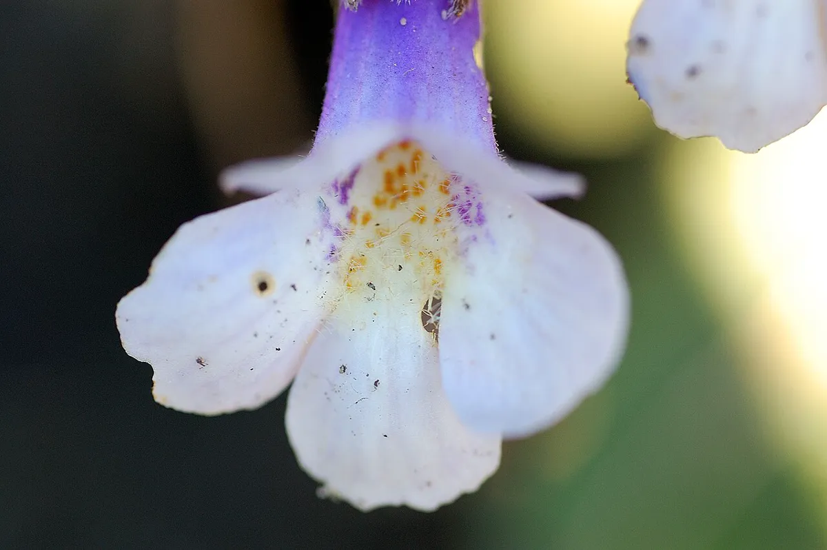 Close-up of a tubular Haberlea rhodopensis flower with a yellow-spotted throat