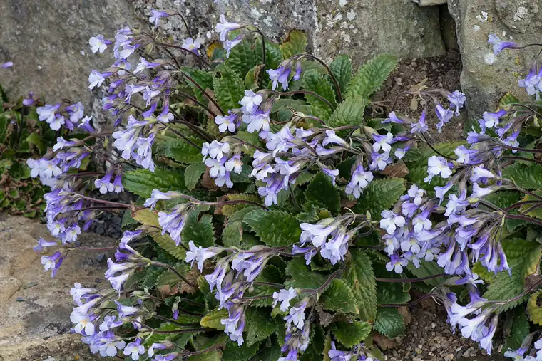 a full clump of Orpheus flower rosettes with lilac blooms spilling over a shaded rock