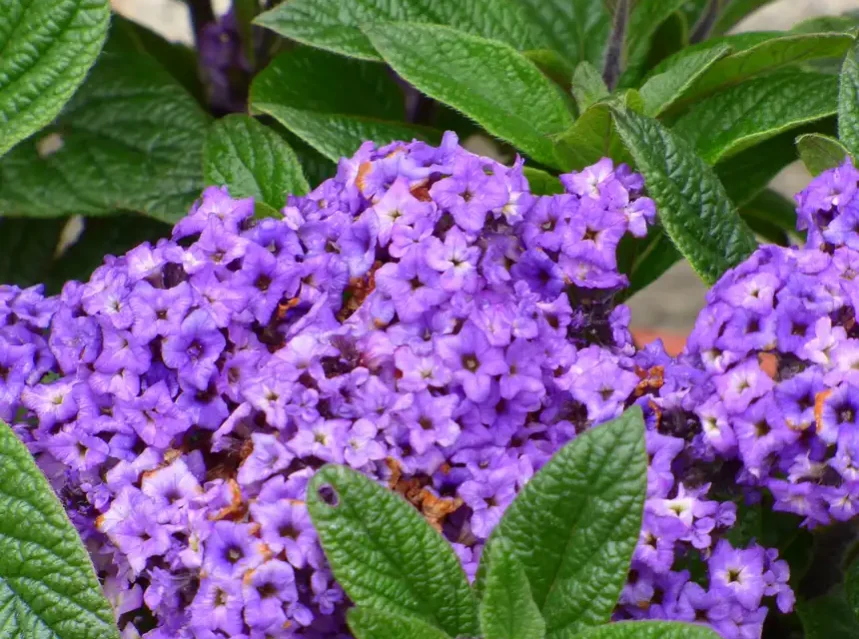Heliotrope seeds — dense purple heliotrope flower clusters above deeply veined dark leaves