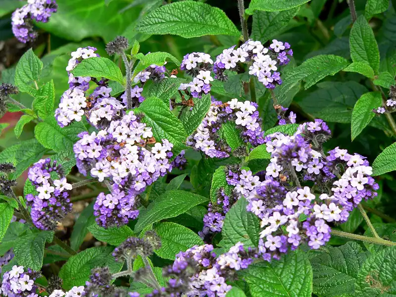 a drift of lavender and white heliotrope flower clusters with white eyes among veined leaves