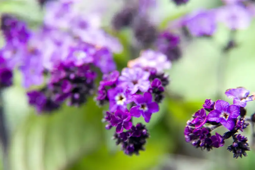 close-up of deep purple heliotrope flowers and buds with soft green background