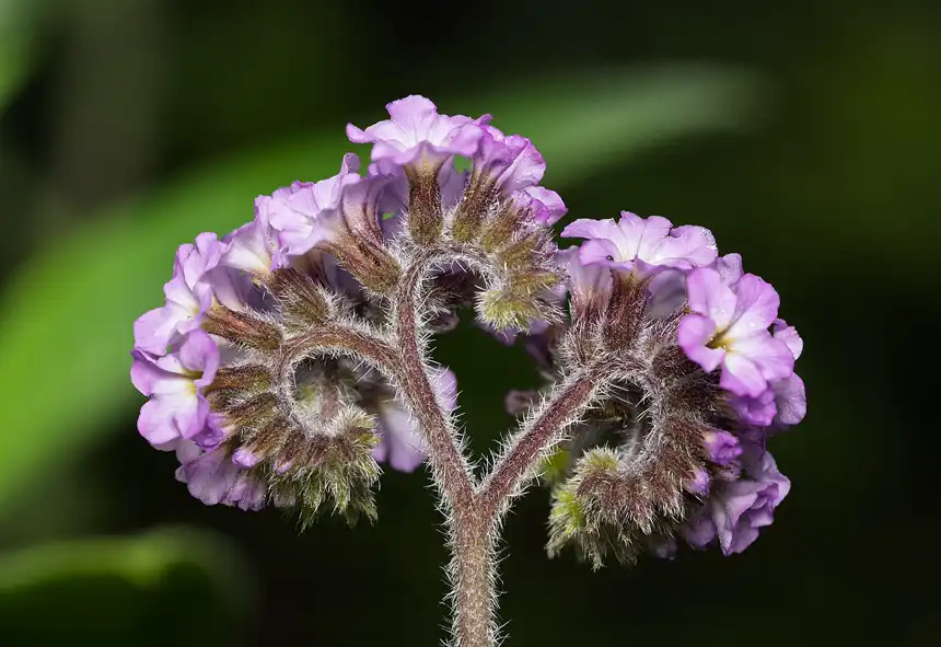 macro of a heliotrope flower head showing the coiled cyme structure and hairy stems with lilac blooms
