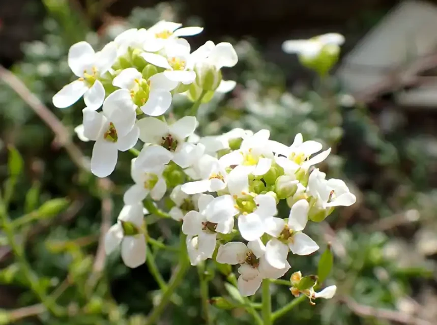 Tiny white chamois cress flowers in tight heads above finely cut green leaves on a rock ledge