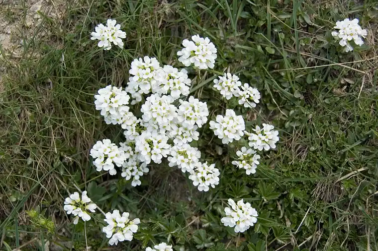 dense rounded heads of pure-white chamois cress flowers spreading through short alpine grass