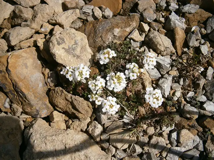 a small alpine cress plant flowering white among limestone scree in a sunny mountain crevice