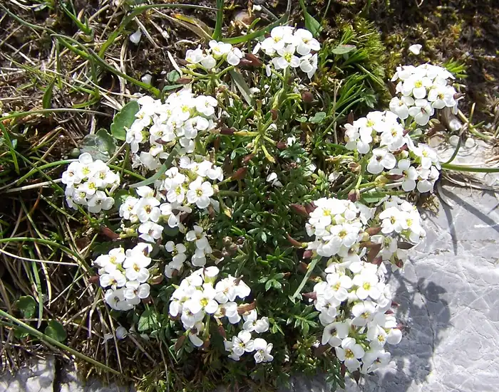 a neat ferny cushion of alpine hutchinsia covered in tiny white spring flowers