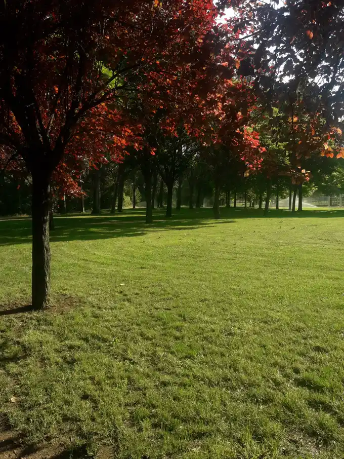 Best lawn fertiliser result: a lush green lawn