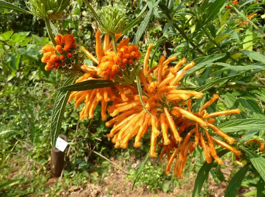 Ear seeds — whorls of furry orange lion's ear tubular flowers spaced along a stem with narrow leaves