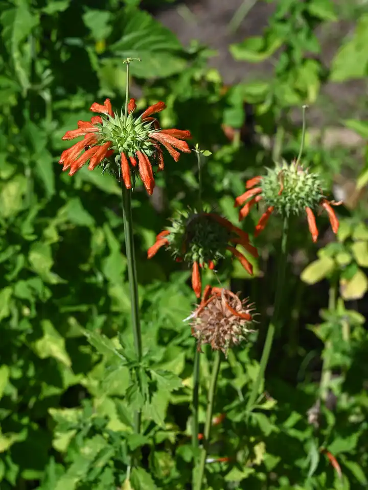 tall square stems carrying spaced whorls of orange tubular flowers and narrow sage-like leaves