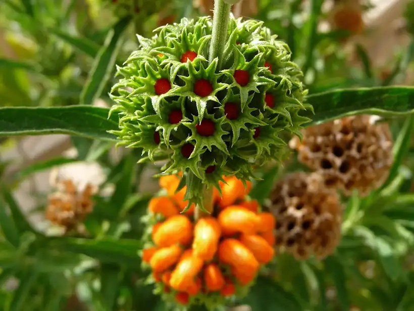 close-up of a single furry orange flower whorl rising from a spiky green calyx ball