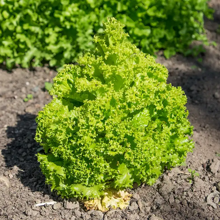 lettuce seeds grow into a lush frilly green lollo bionda lettuce head in a garden bed