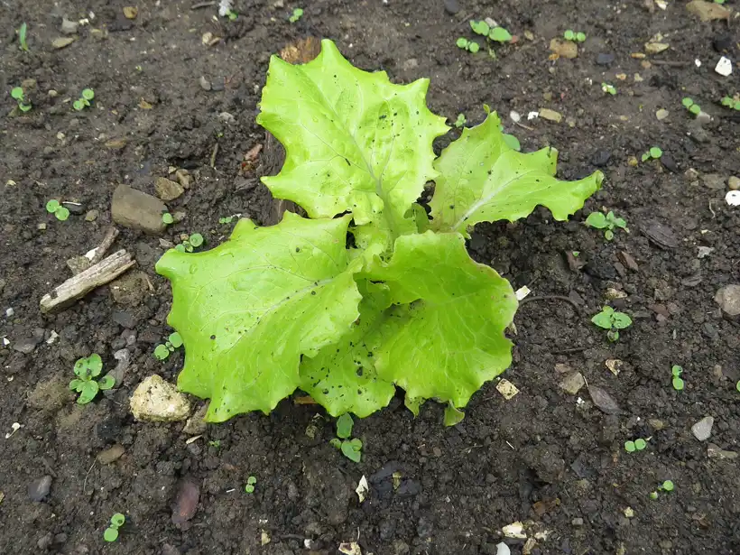 a young loose-leaf lettuce plant growing in dark garden soil