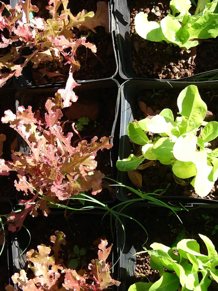 red oak-leaf and green lettuce seedlings growing in module trays
