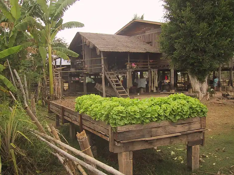 a raised wooden bed full of healthy green lettuce in a kitchen garden
