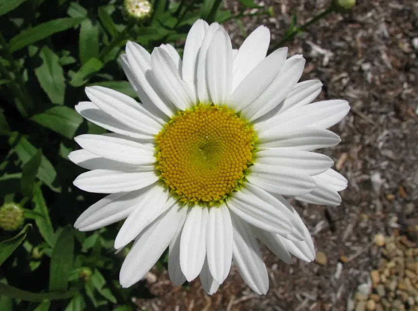 Shasta daisy seeds — single shasta daisy with broad white petals around a golden yellow disc