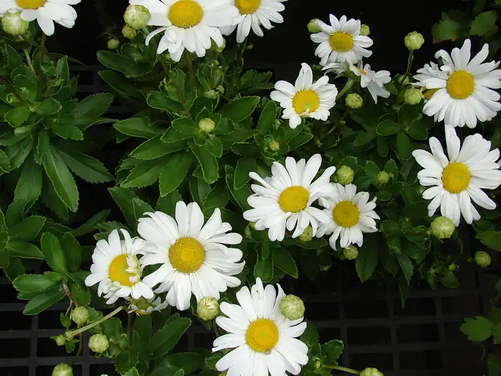a clump of white shasta daisies with green buds and foliage