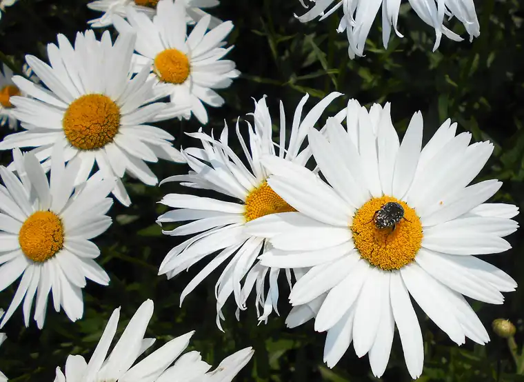 a mass of white daisies with golden centres visited by an insect in summer