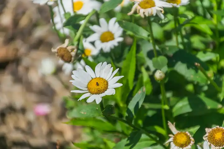 white daisies blooming in a sunny garden border with fresh green leaves