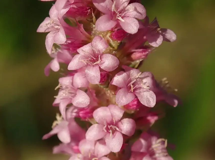 Russian statice seeds — dense tapering spike packed with tiny pink Russian statice flowers