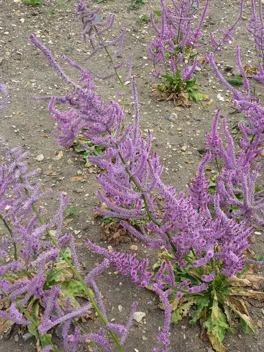 clumps of Russian statice plants with basal rosettes and many pink rat-tail spikes