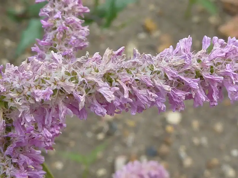close-up of a slender arching rose-pink rat-tail statice flower spike