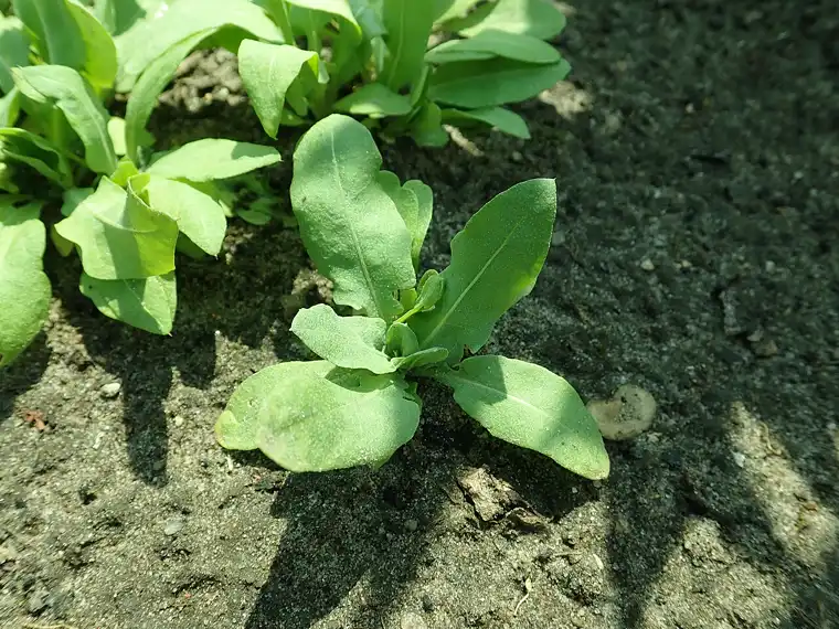 a young Russian statice rosette of light-green basal leaves before flowering