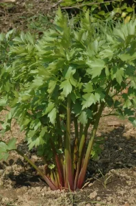 Best Lovage Seeds