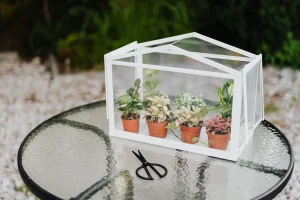 Best Mini Greenhouses