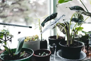 12 Best Oxygen Producing Plants for Home (Day & Night)