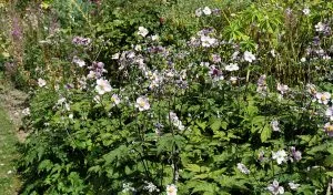 10 Best Perennials That Come Back Every Year (Easy & Reliable)