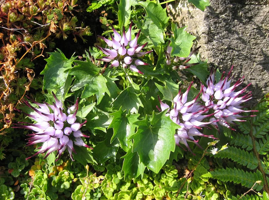 Pale lilac claw-like flower heads with dark tips above glossy toothed leaves on a rock face