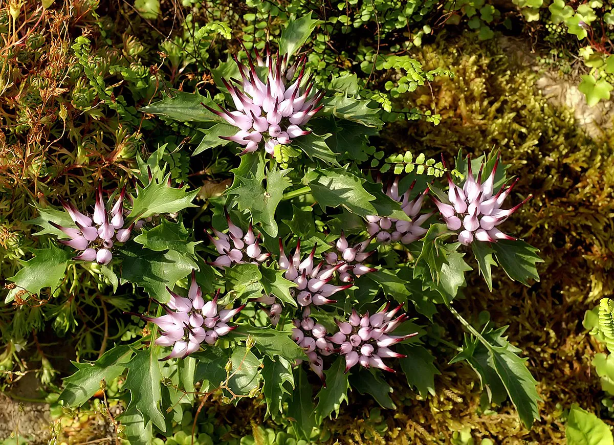 Pale mauve flowers with dark claw-like tips on a rocky alpine ledge