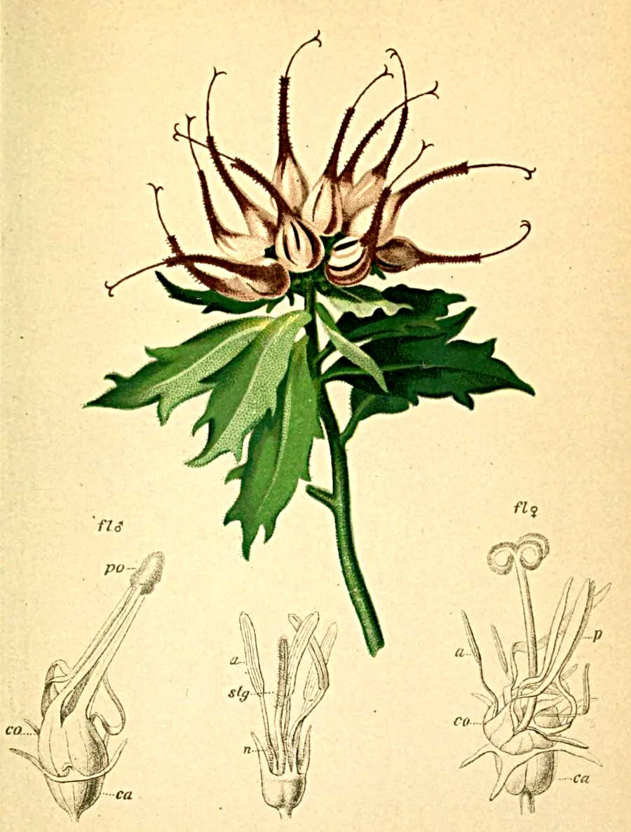 Vintage botanical illustration of showing its flask-shaped tufted flowers