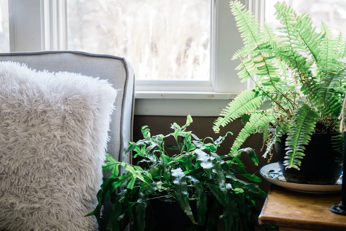 Best Plants For North Facing Windows — Bright indoor scene with potted ferns and a fluffy.