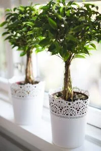 12 Best Plants for North-Facing Windows & Low-Light Rooms
